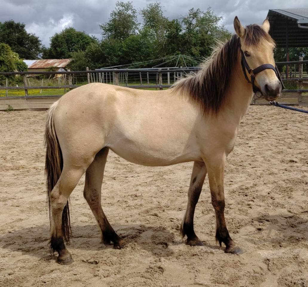 Yegua New Forest En venta 2023 Isabelo por Euchorthipus Arquetan