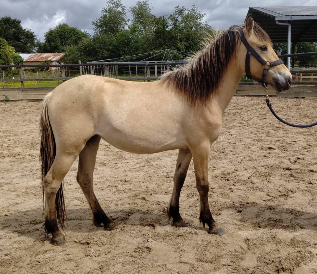 Yegua New Forest En venta 2023 Isabelo por Euchorthipus Arquetan