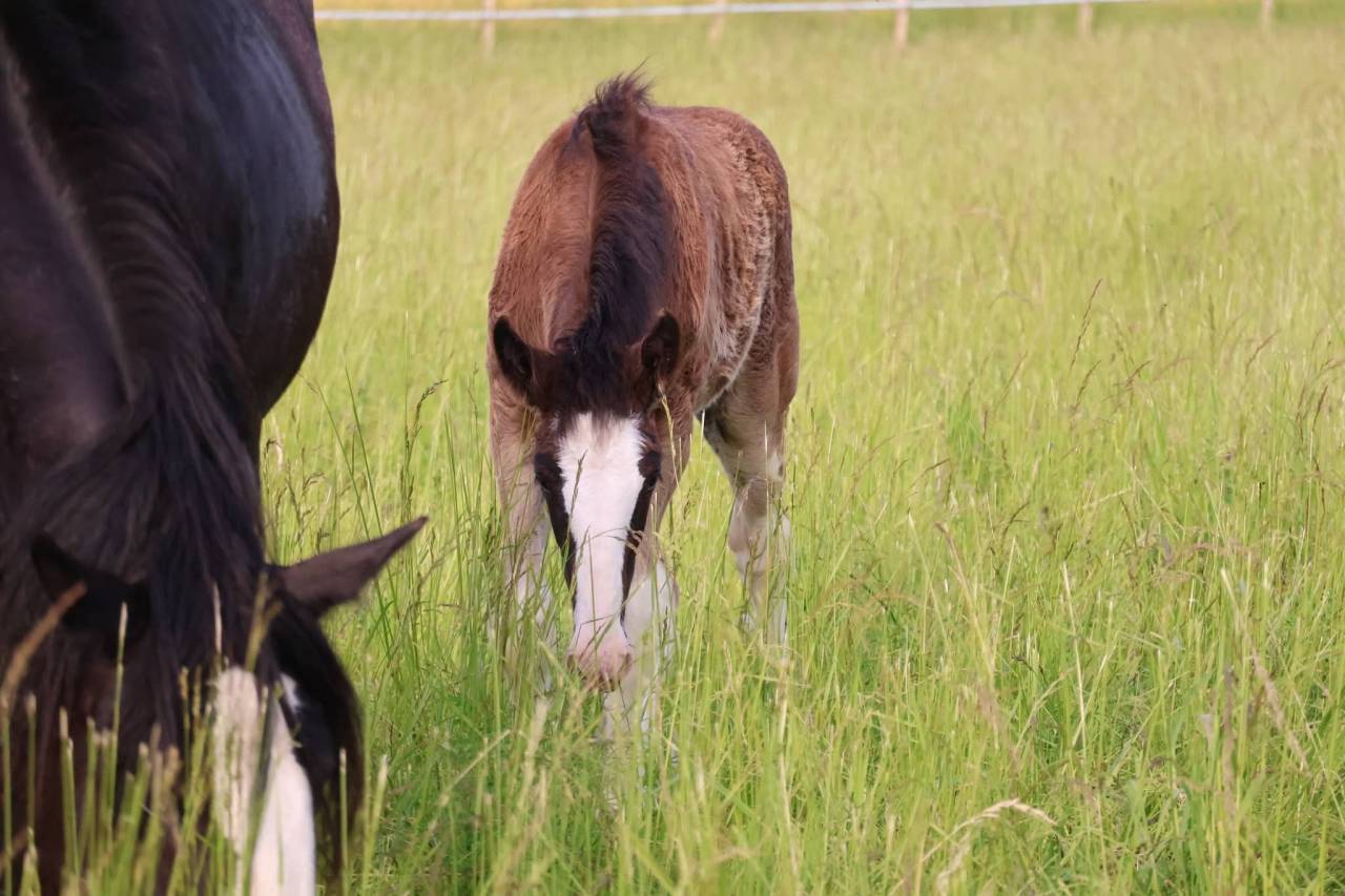 Potranca Shire En venta 2026 Negro por Ruskington Quantum Lad