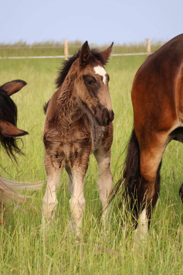 Potranca Shire En venta 2026 Negro por Ruskington Quantum Lad