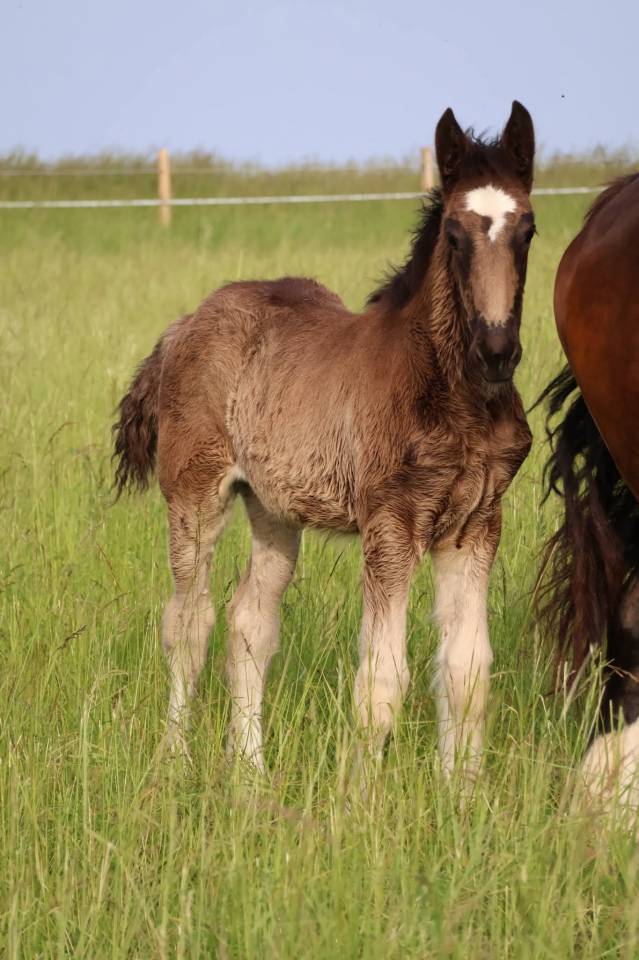 Potranca Shire En venta 2026 Negro por Ruskington Quantum Lad