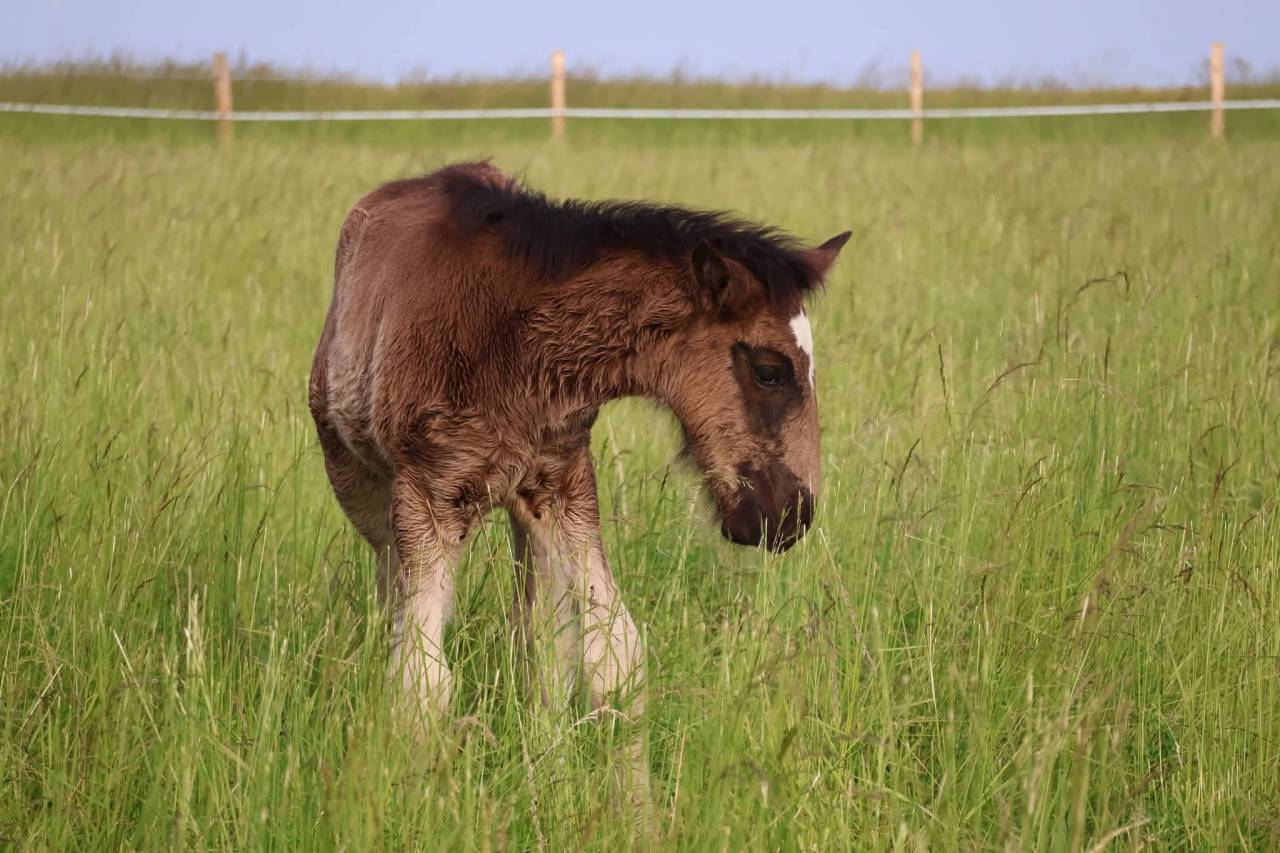 Potranca Shire En venta 2026 Negro por Ruskington Quantum Lad