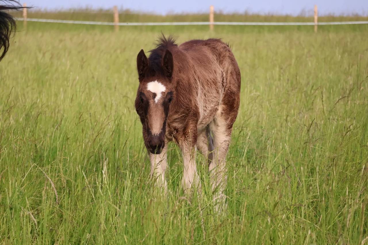 Potranca Shire En venta 2026 Negro por Ruskington Quantum Lad