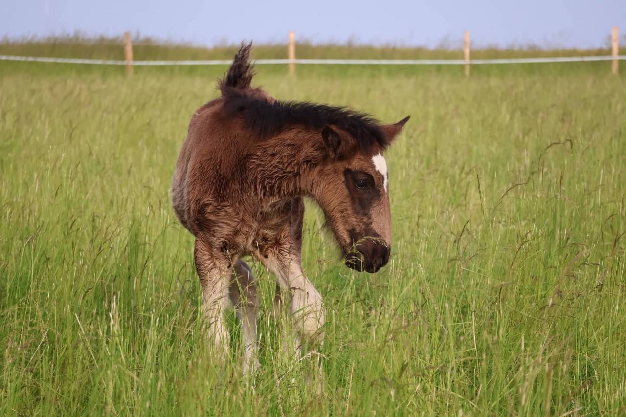 Potranca Shire En venta 2026 Negro por Ruskington Quantum Lad
