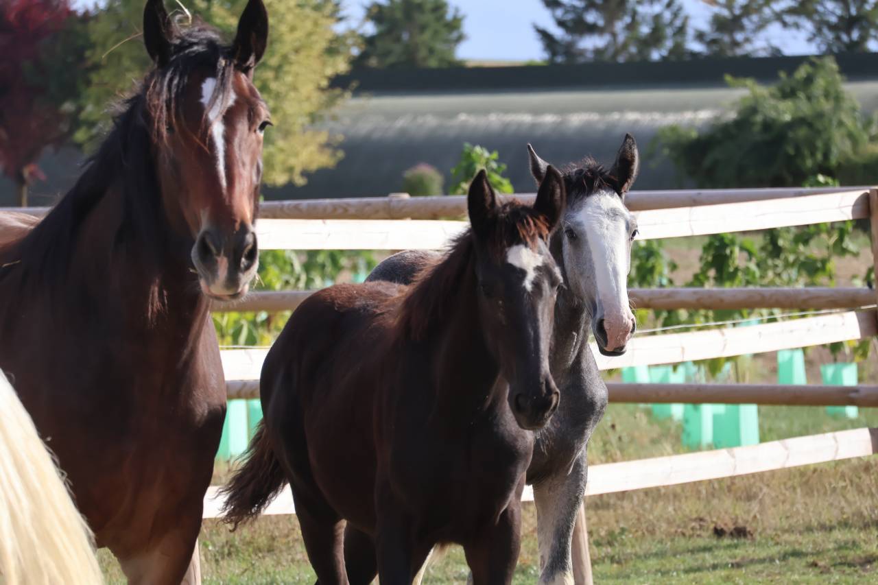 Potranca Shire En venta 2026 Negro por Ruskington Quantum Lad