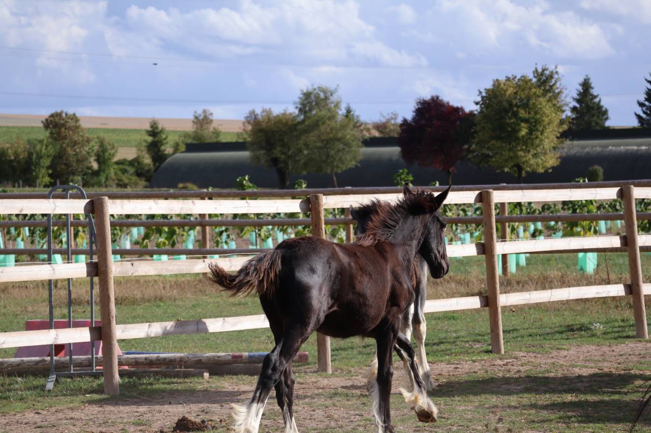Potranca Shire En venta 2026 Negro por Ruskington Quantum Lad