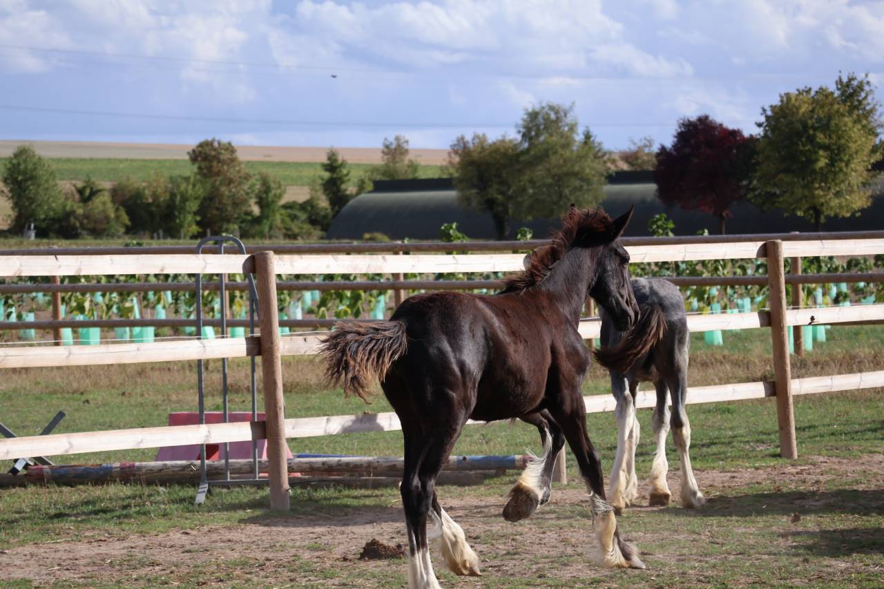 Potranca Shire En venta 2026 Negro por Ruskington Quantum Lad