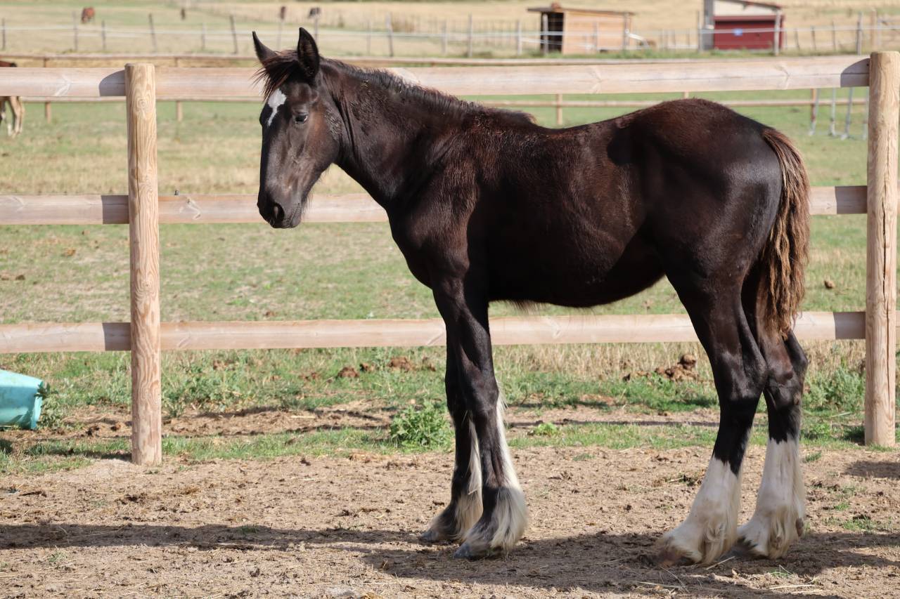 Potranca Shire En venta 2026 Negro por Ruskington Quantum Lad