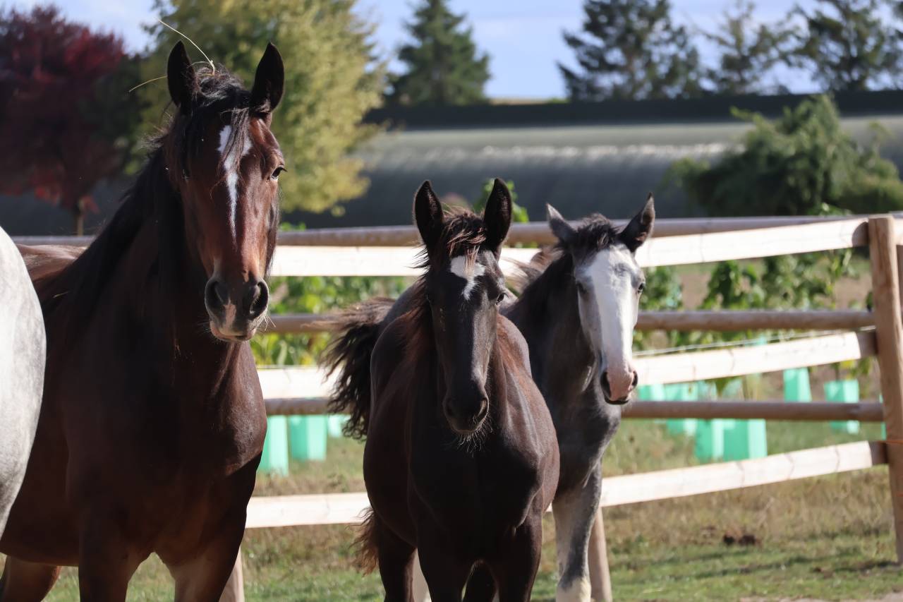 Potranca Shire En venta 2026 Negro por Ruskington Quantum Lad