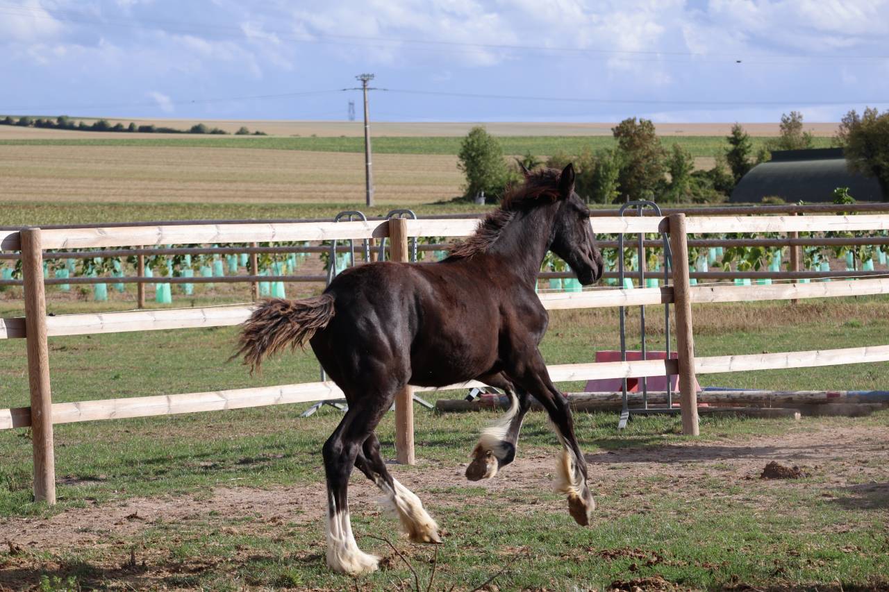 Potranca Shire En venta 2026 Negro por Ruskington Quantum Lad