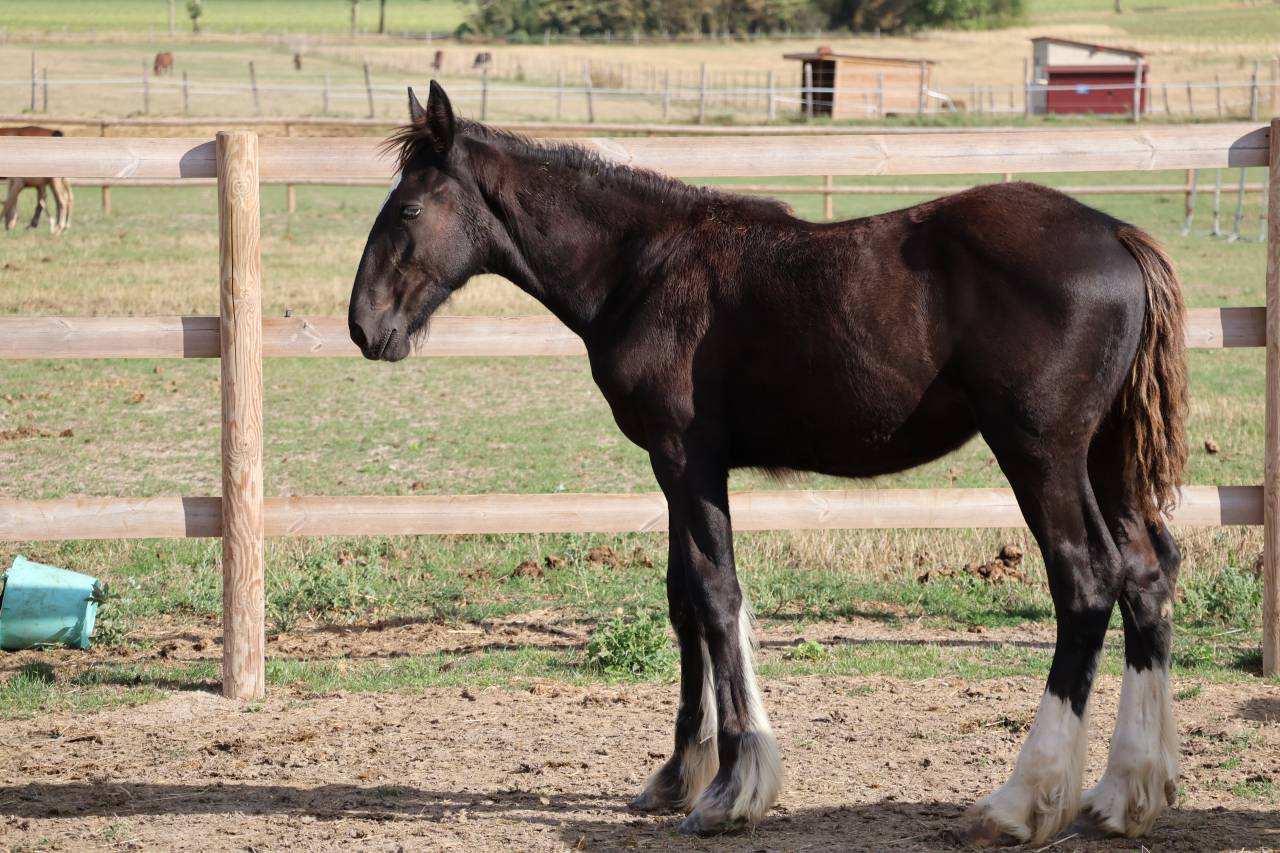 Potranca Shire En venta 2026 Negro por Ruskington Quantum Lad