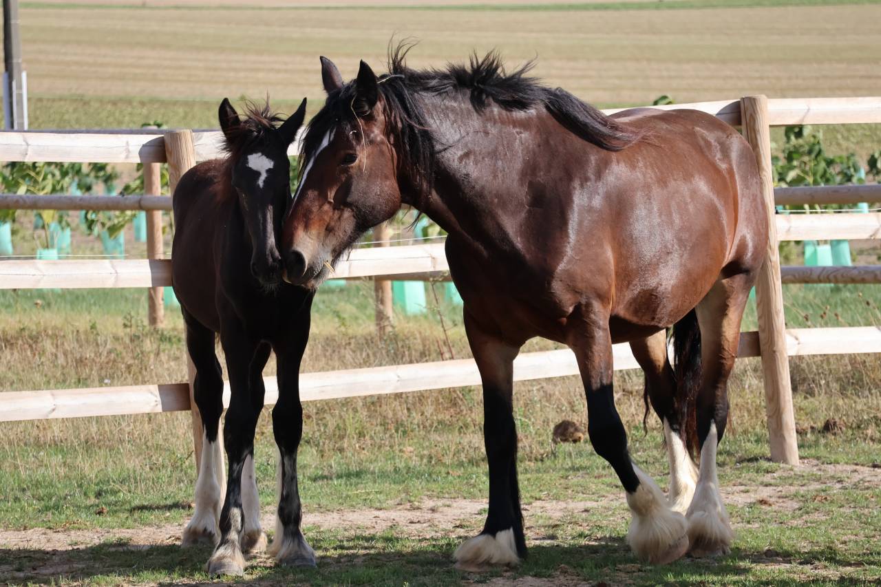 Potranca Shire En venta 2026 Negro por Ruskington Quantum Lad