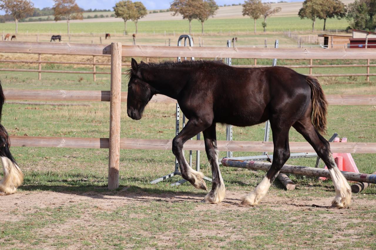 Potranca Shire En venta 2026 Negro por Ruskington Quantum Lad