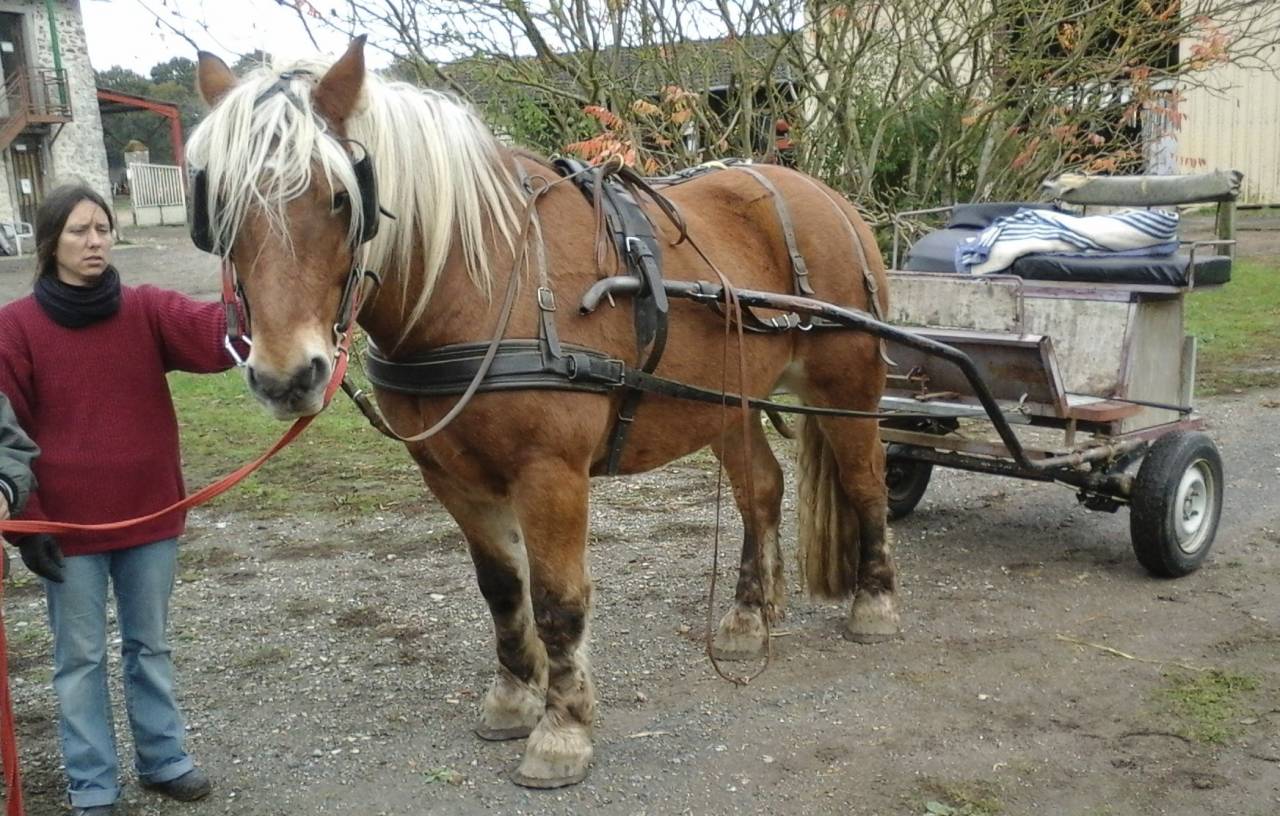 Coche enganches - Coche de caballos utilitario - Otra marca - Utilitaire 
