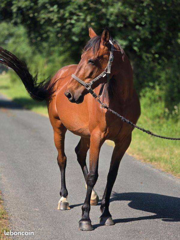Yegua Trot&oacute;n Franc&eacute;s En venta 2016 Bayo