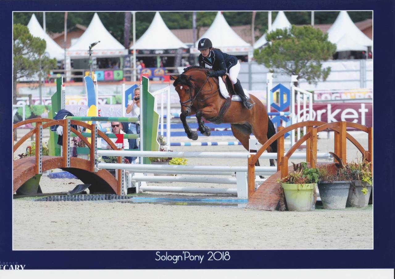 Yegua PFS Poni Fran&ccedil;&eacute;s de Silla Pr&eacute;stamo 2013 Bayo