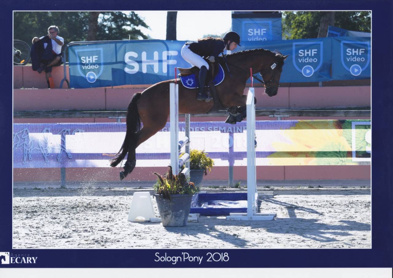 Yegua PFS Poni Fran&ccedil;&eacute;s de Silla Pr&eacute;stamo 2013 Bayo
