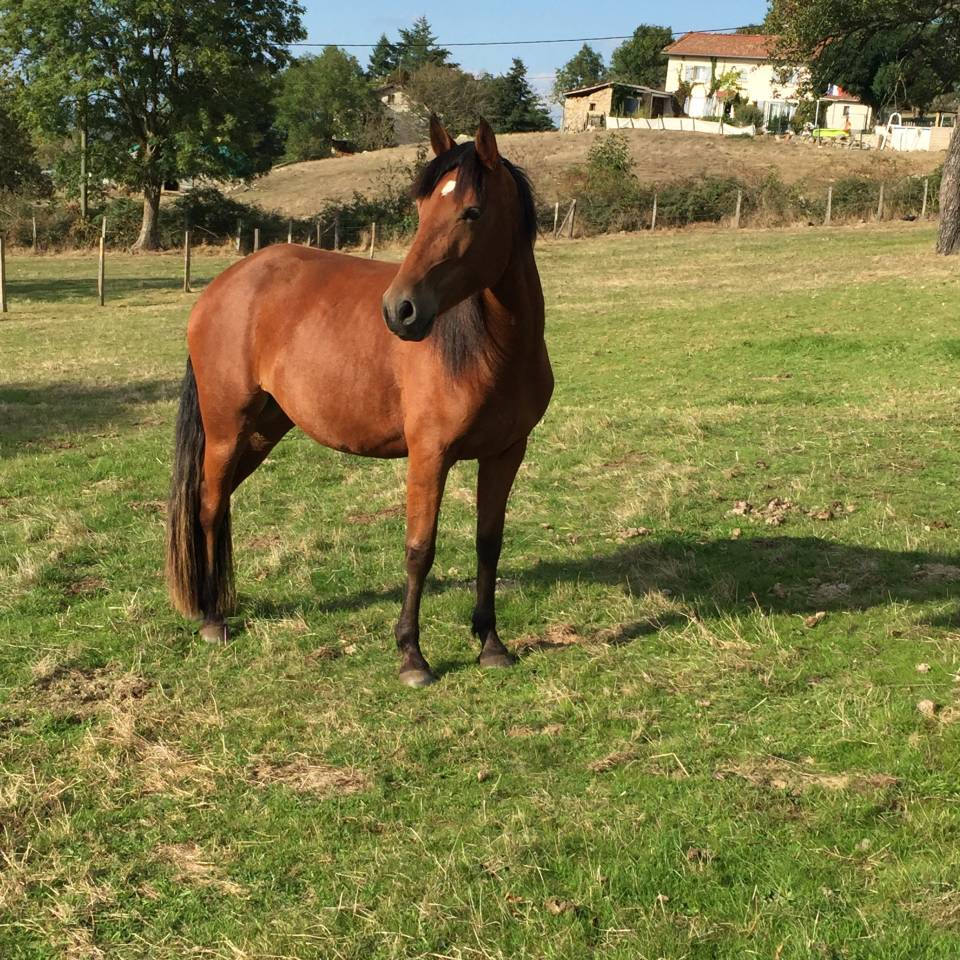 Yegua PFS Poni Fran&ccedil;&eacute;s de Silla Pr&eacute;stamo 2013 Bayo