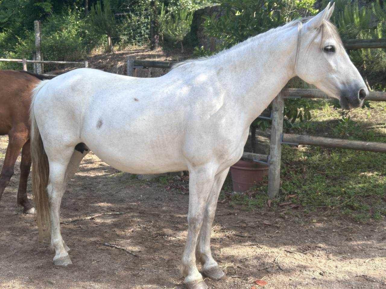 Yegua PRE Pura Raza Espa&ntilde;ola En venta 2015 Tordo por GRACIOSO DI