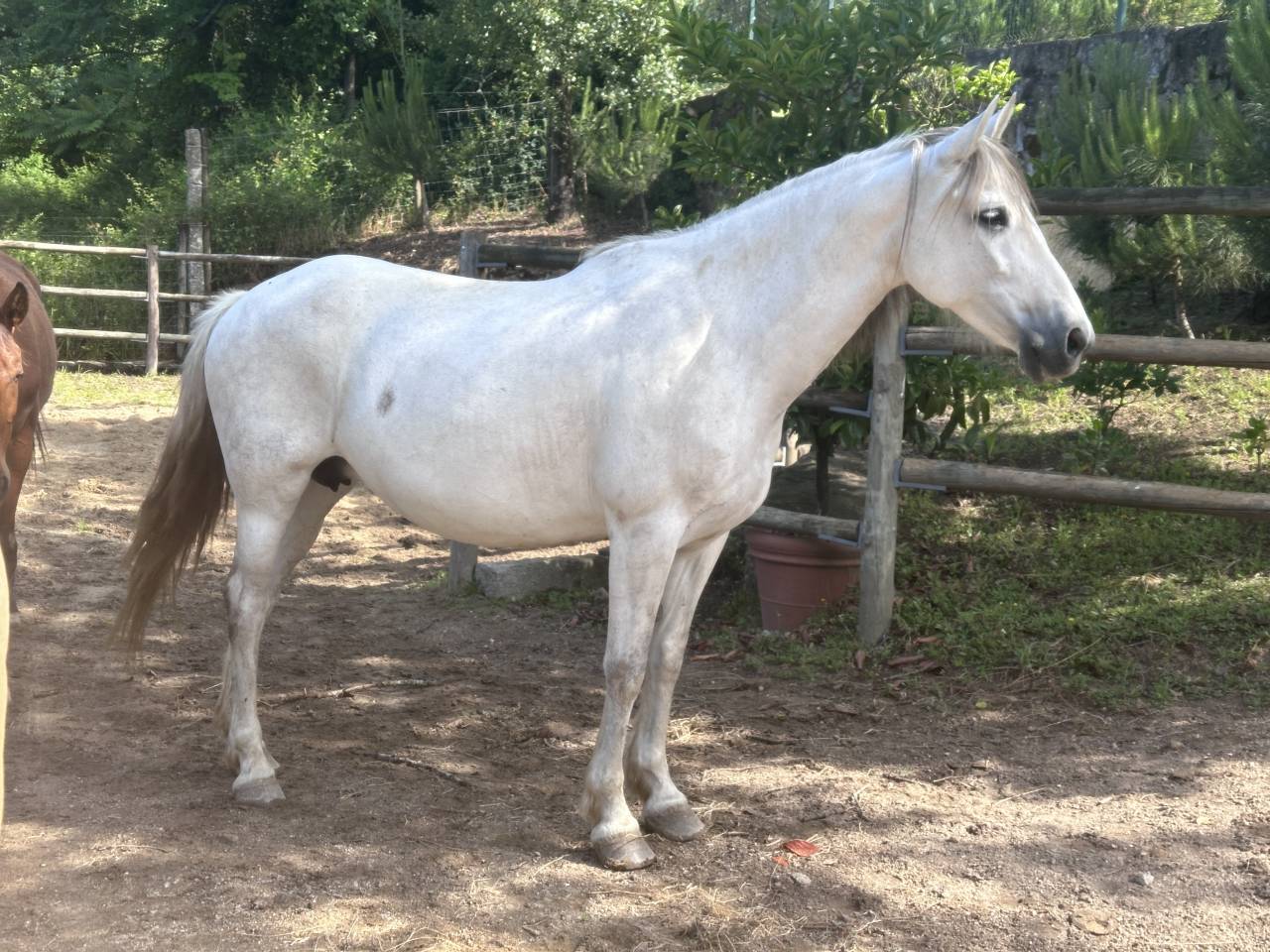 Yegua PRE Pura Raza Espa&ntilde;ola En venta 2015 Tordo por GRACIOSO DI