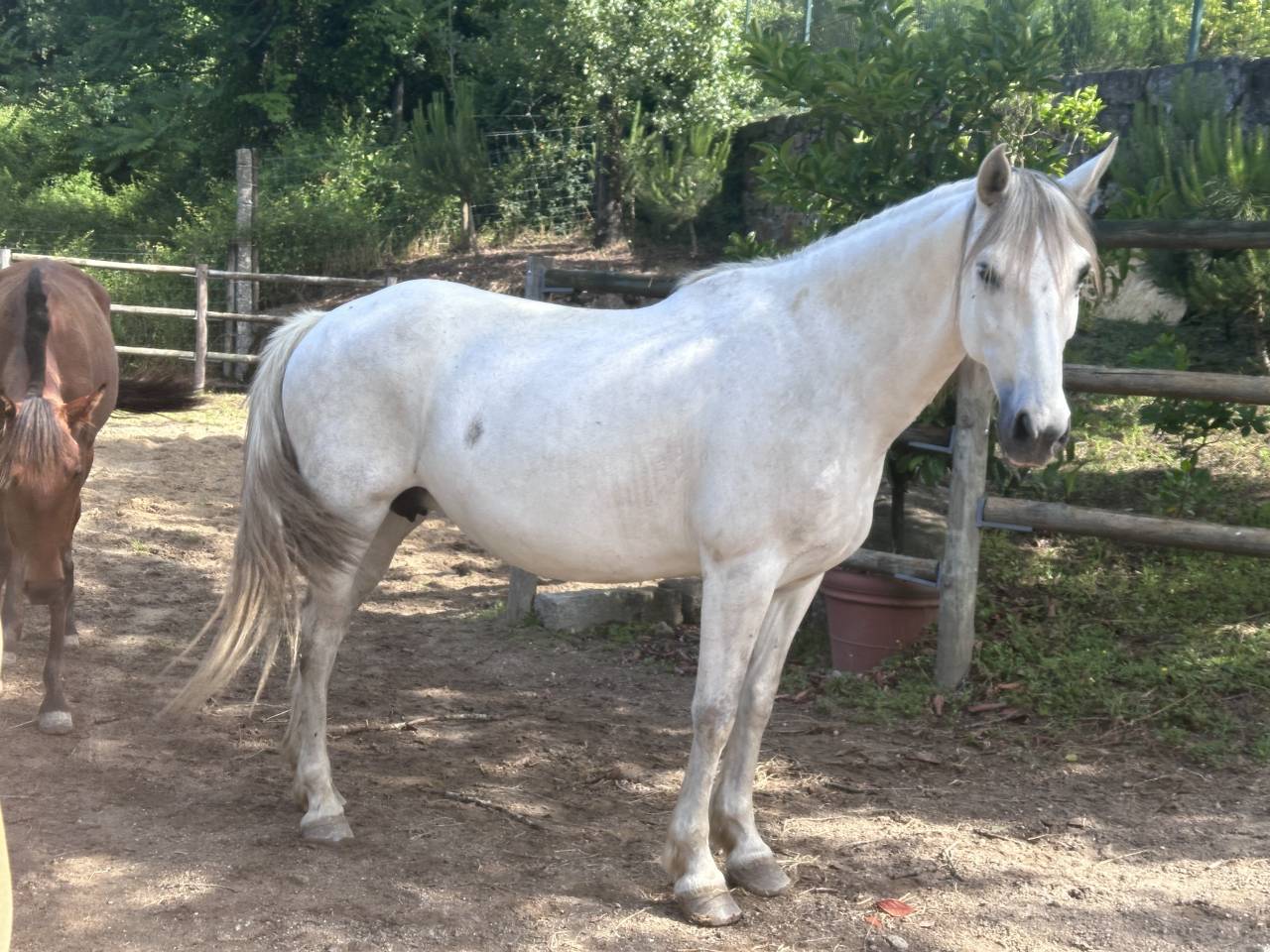 Yegua PRE Pura Raza Espa&ntilde;ola En venta 2015 Tordo por GRACIOSO DI