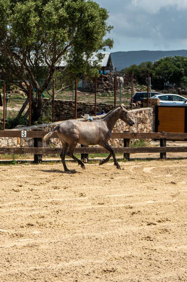 Potra PRE 1,5 a&ntilde;os 