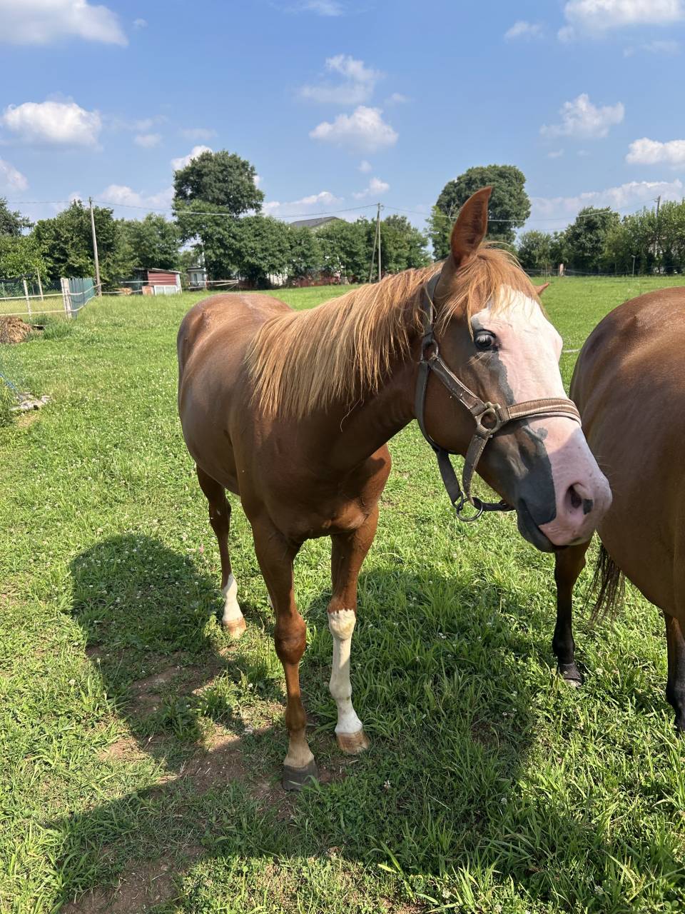 Caballo entero Paint Horse En venta 2024 Alaz&aacute;n
