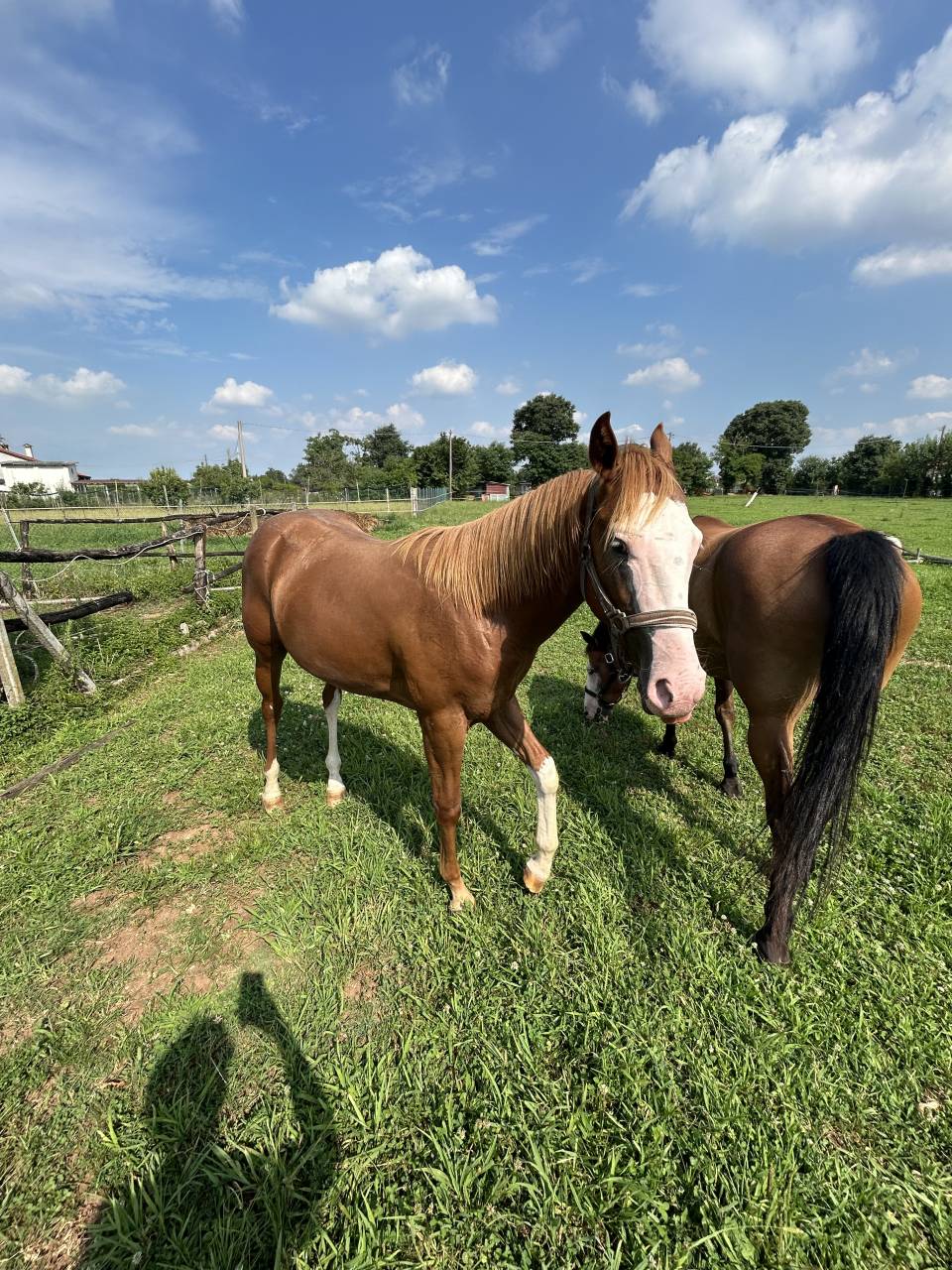 Caballo entero Paint Horse En venta 2024 Alaz&aacute;n