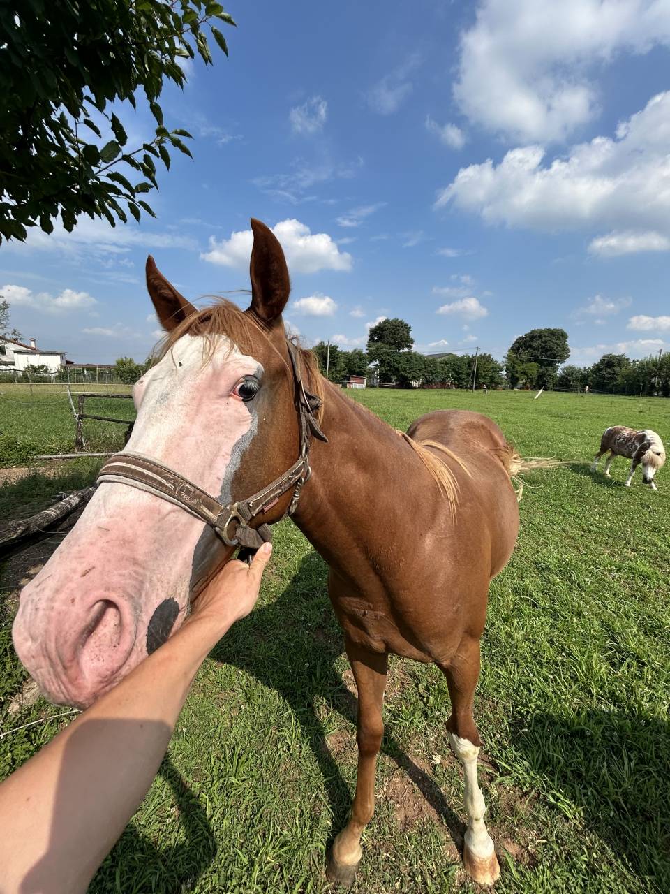 Caballo entero Paint Horse En venta 2024 Alaz&aacute;n