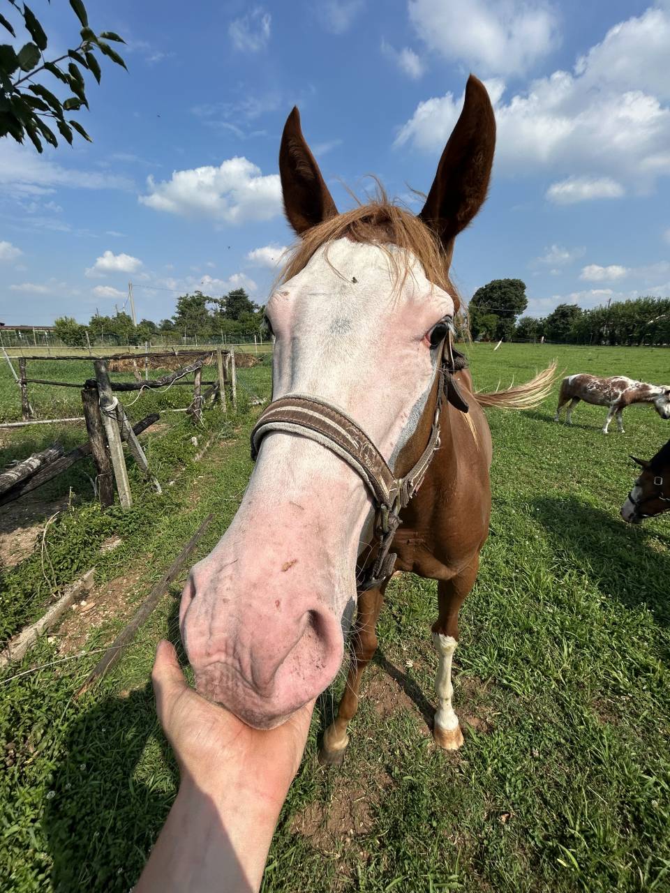 Caballo entero Paint Horse En venta 2024 Alaz&aacute;n