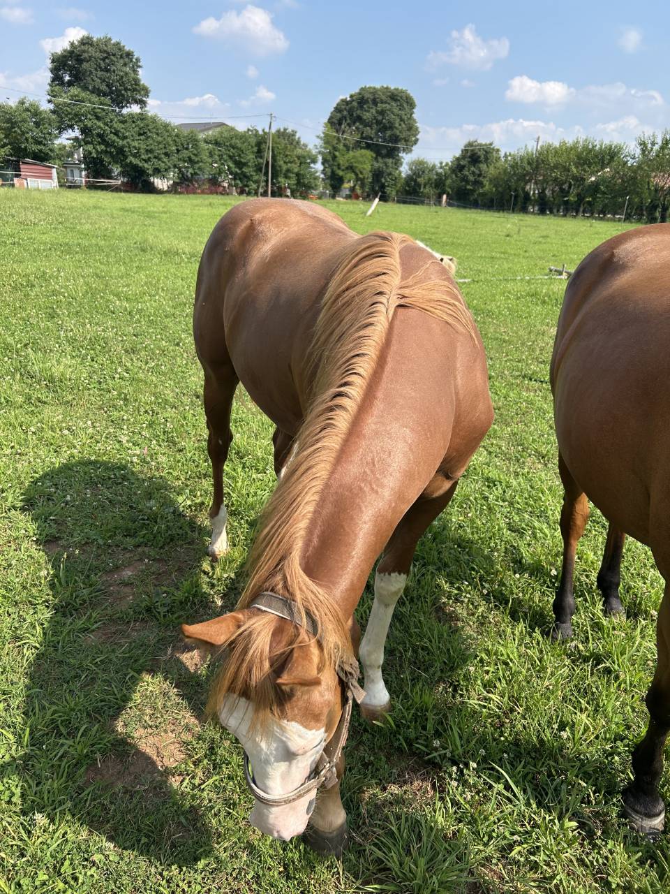 Caballo entero Paint Horse En venta 2024 Alaz&aacute;n