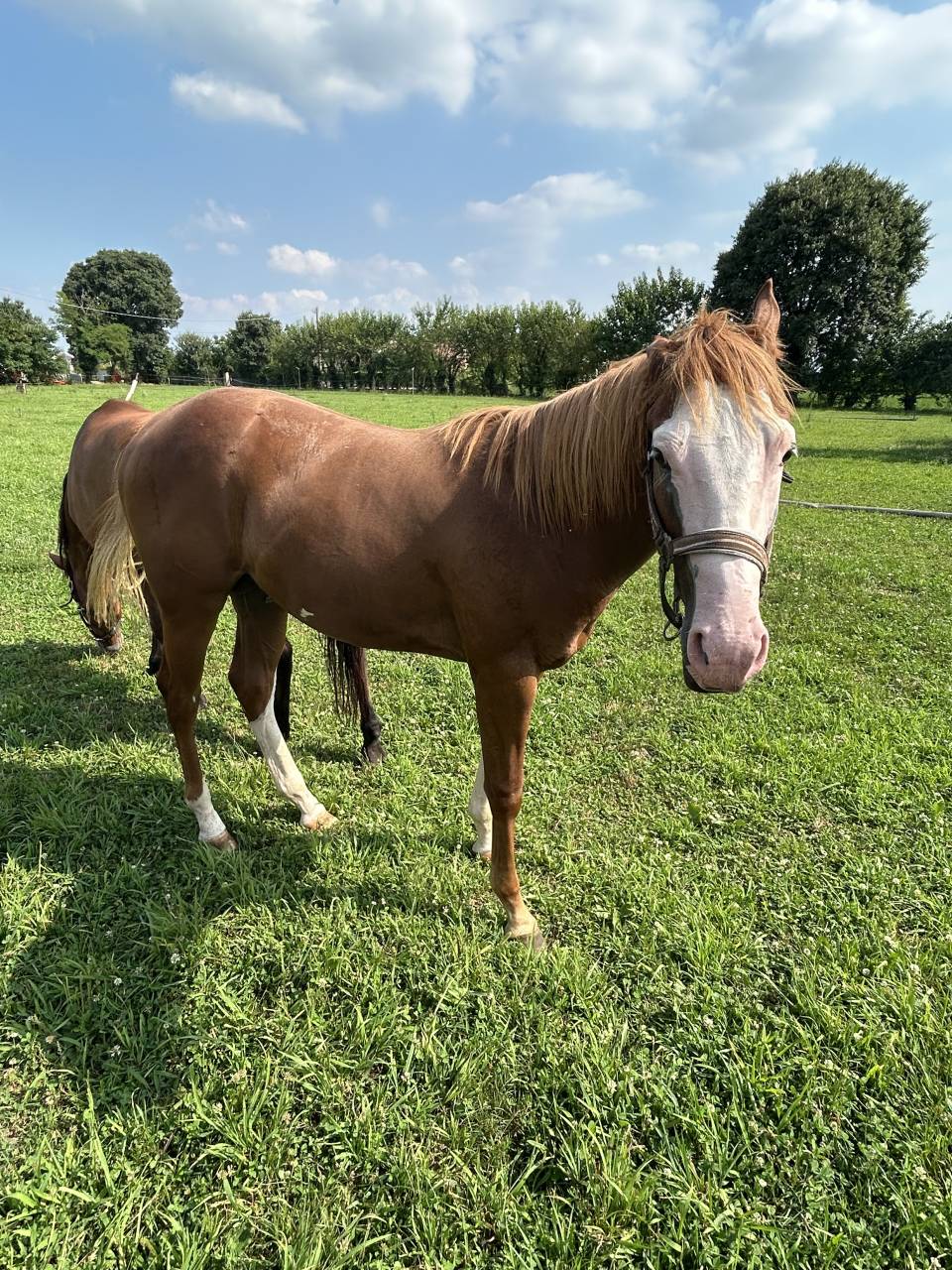 Caballo entero Paint Horse En venta 2024 Alaz&aacute;n