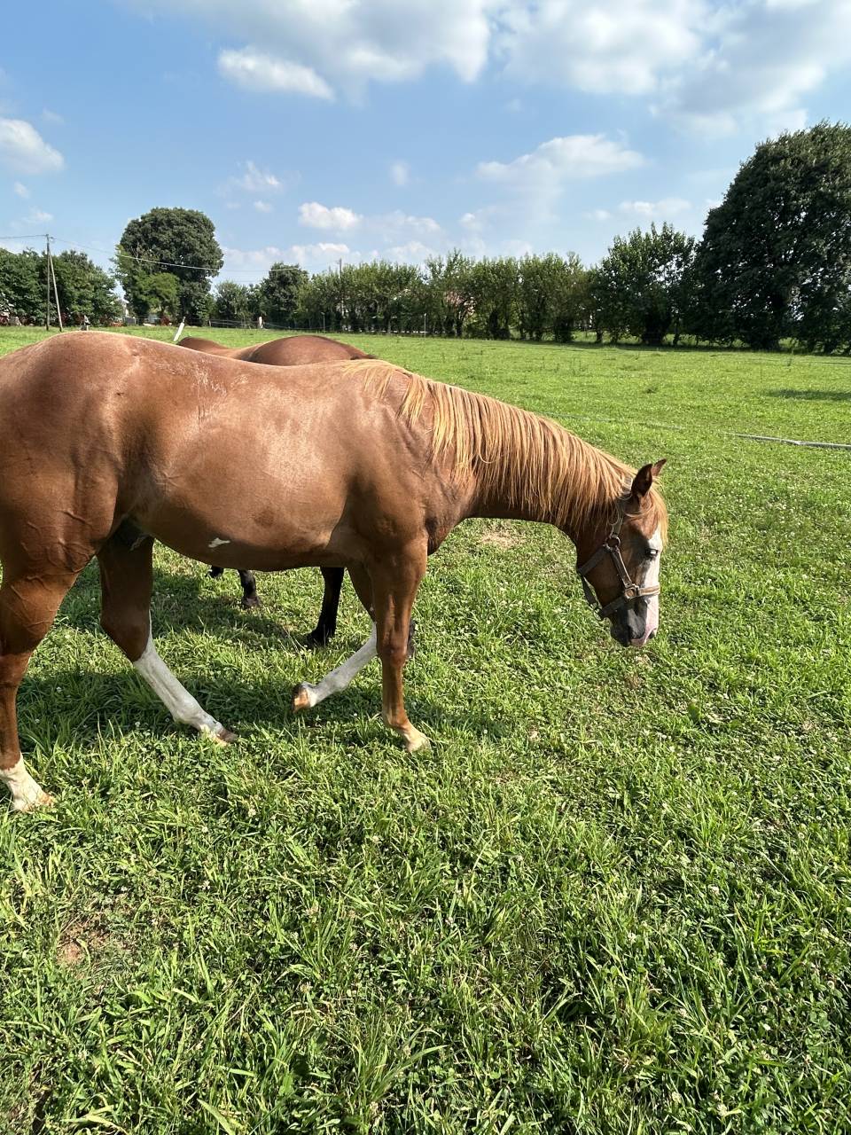 Caballo entero Paint Horse En venta 2024 Alaz&aacute;n