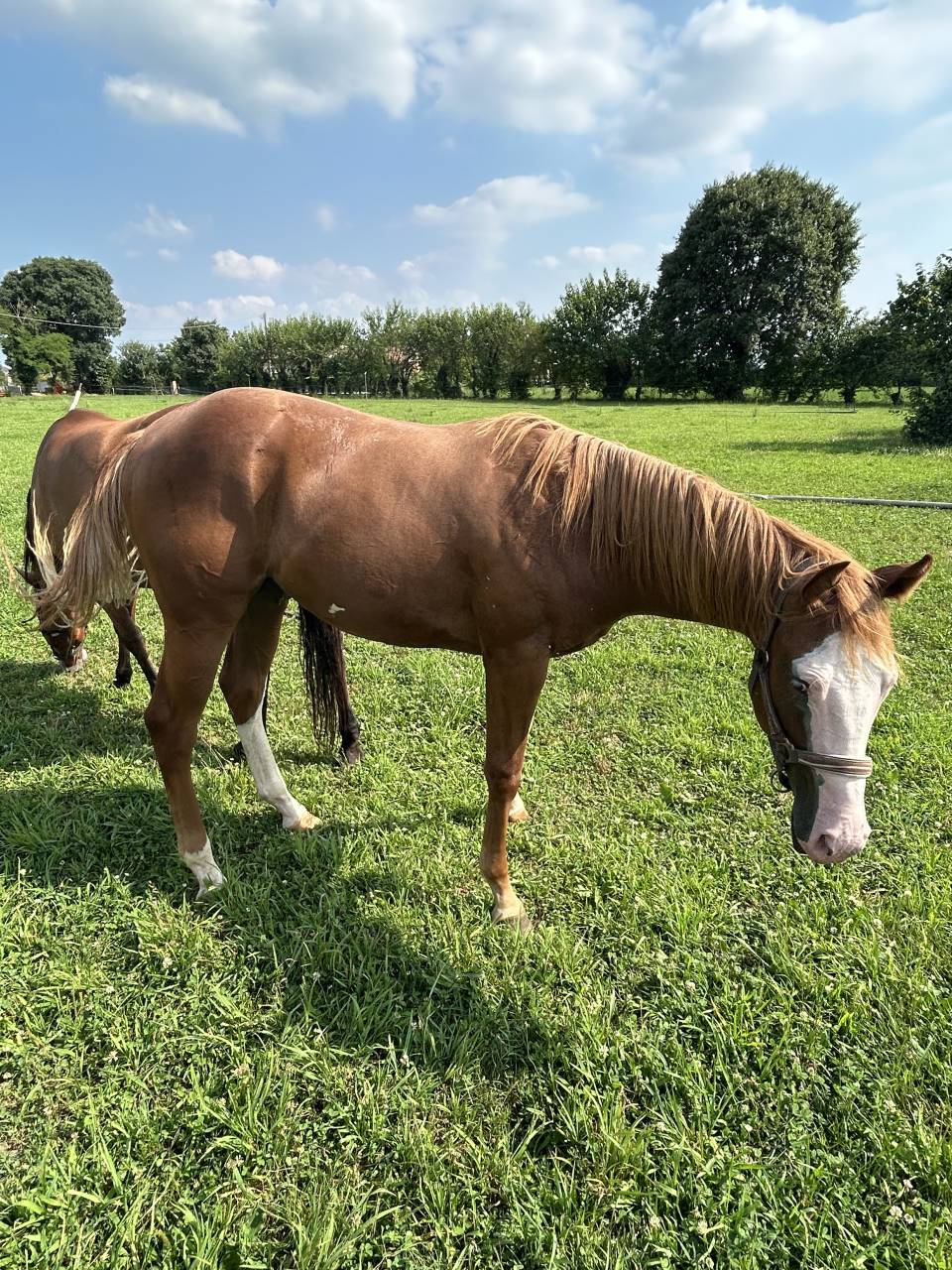 Caballo entero Paint Horse En venta 2024 Alaz&aacute;n
