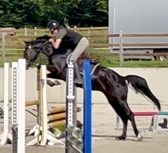 Caballo castrado KWPN Caballo de Deporte Neerland&eacute;s En venta 2022 Negro