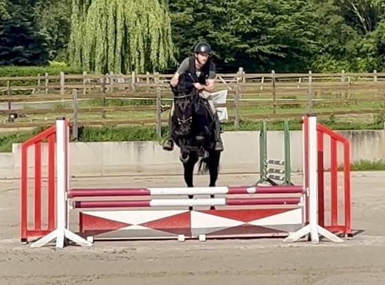 Caballo castrado KWPN Caballo de Deporte Neerland&eacute;s En venta 2022 Negro