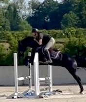 Caballo castrado KWPN Caballo de Deporte Neerland&eacute;s En venta 2022 Negro