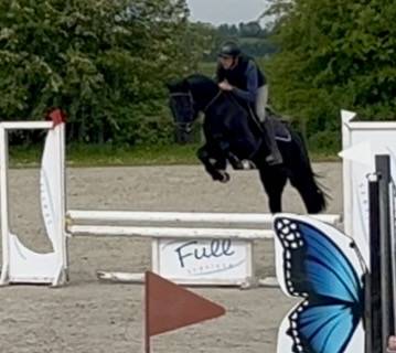 Caballo castrado KWPN Caballo de Deporte Neerland&eacute;s En venta 2022 Negro
