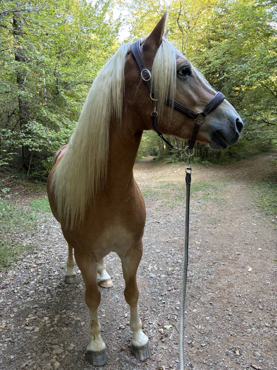Caballo castrado Haflinger En venta 2019 Pelo de vaca por VOLTAIRE PENN