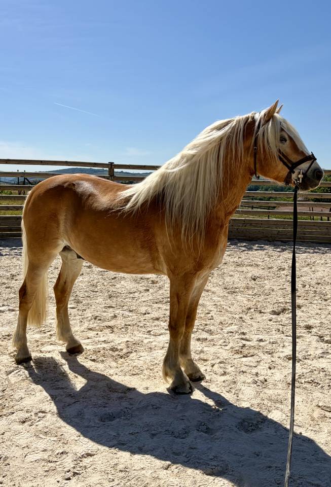 Caballo castrado Haflinger En venta 2019 Pelo de vaca por VOLTAIRE PENN