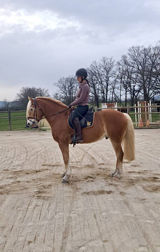 Caballo castrado Haflinger En venta 2019 Pelo de vaca por VOLTAIRE PENN
