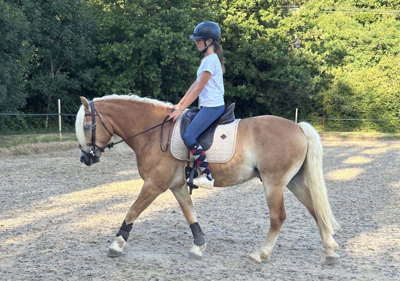 Caballo castrado Haflinger En venta 2019 Pelo de vaca por VOLTAIRE PENN