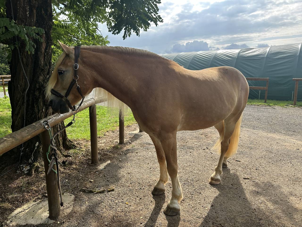 Caballo castrado Haflinger En venta 2019 Pelo de vaca por VOLTAIRE PENN
