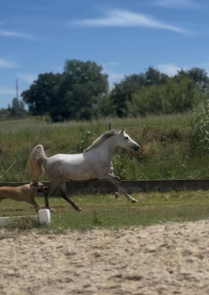 Pony D