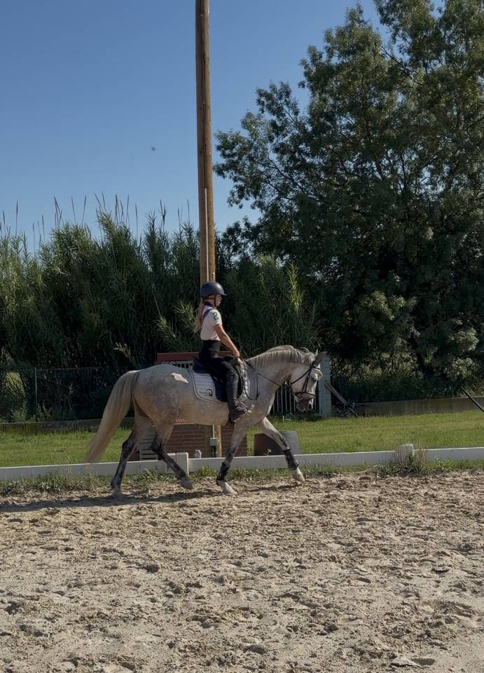 Pony D