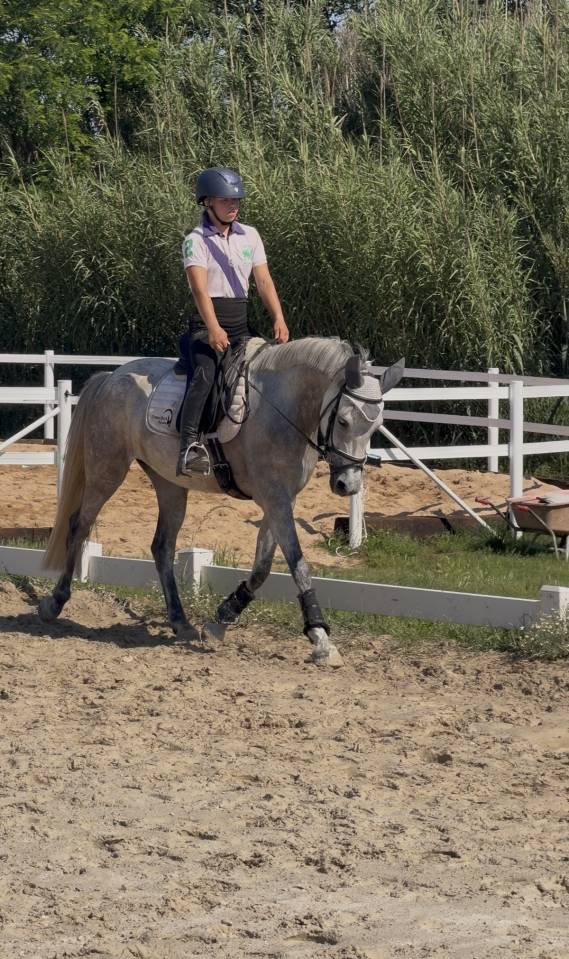 Pony D