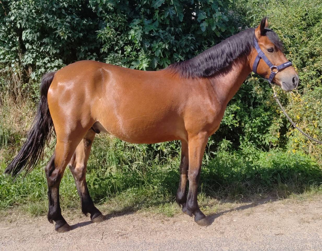 Caballo castrado New Forest En venta 2021 Bayo por Birkilds Balboa