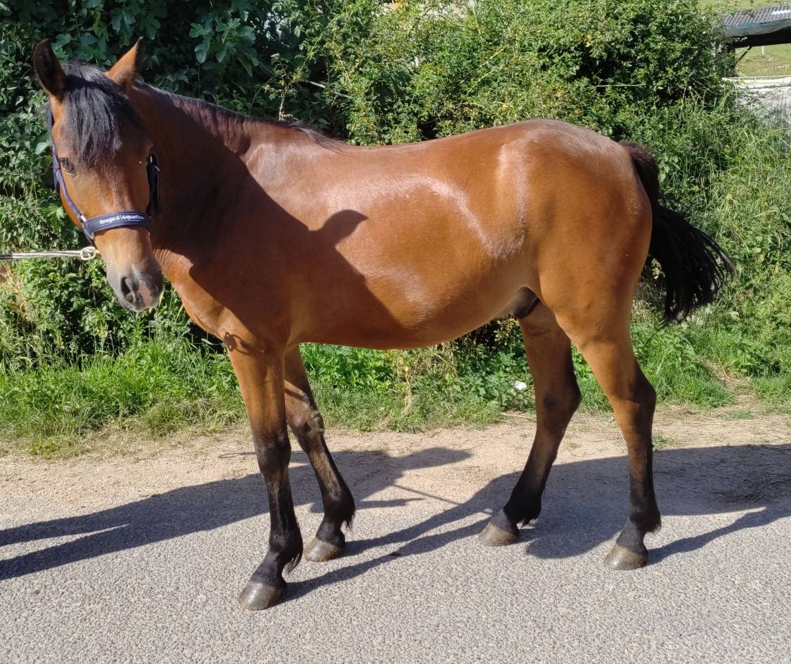 Caballo castrado New Forest En venta 2021 Bayo por Birkilds Balboa
