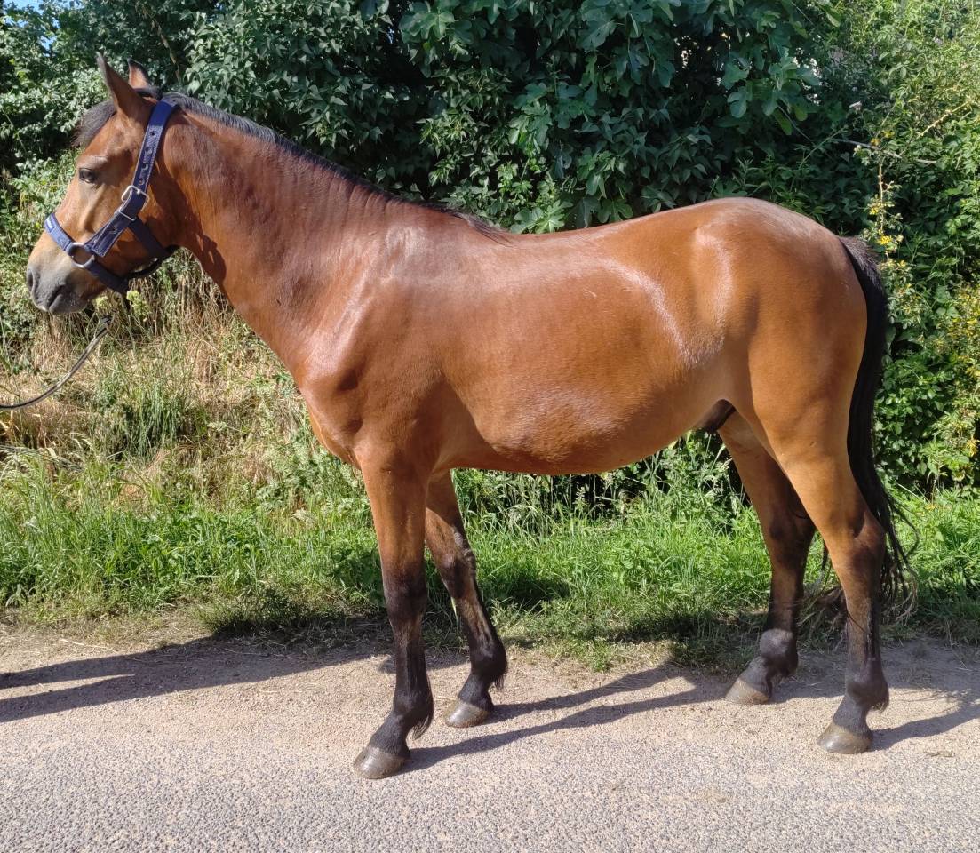 Caballo castrado New Forest En venta 2021 Bayo por Birkilds Balboa