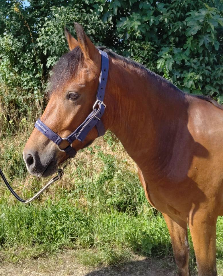 Caballo castrado New Forest En venta 2021 Bayo por Birkilds Balboa